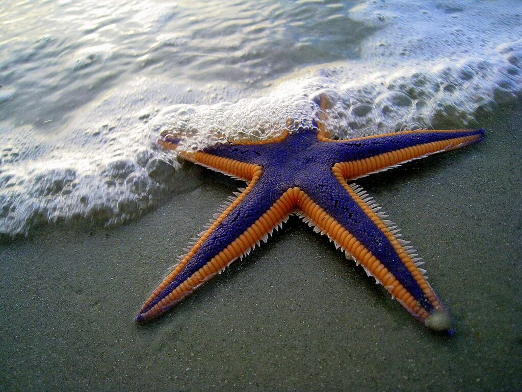 Starfish Sleeping Position