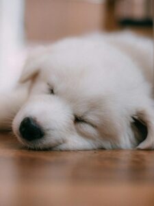 https://batterdreams.com/gentle-techniques-for-soothing-your-puppy-to-sleep/