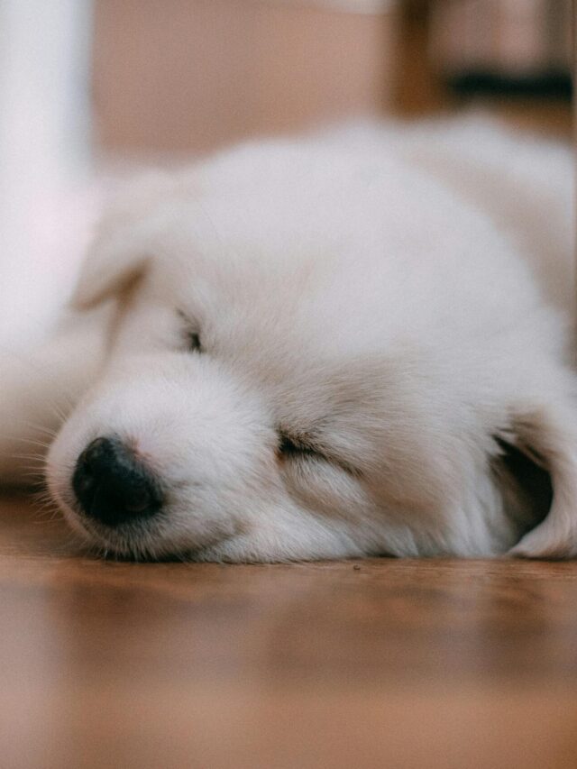 Gentle Techniques for Soothing Your Puppy to Sleep”