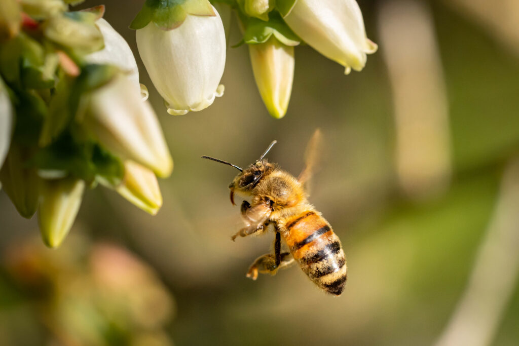 Do Bees Sleep at Night?