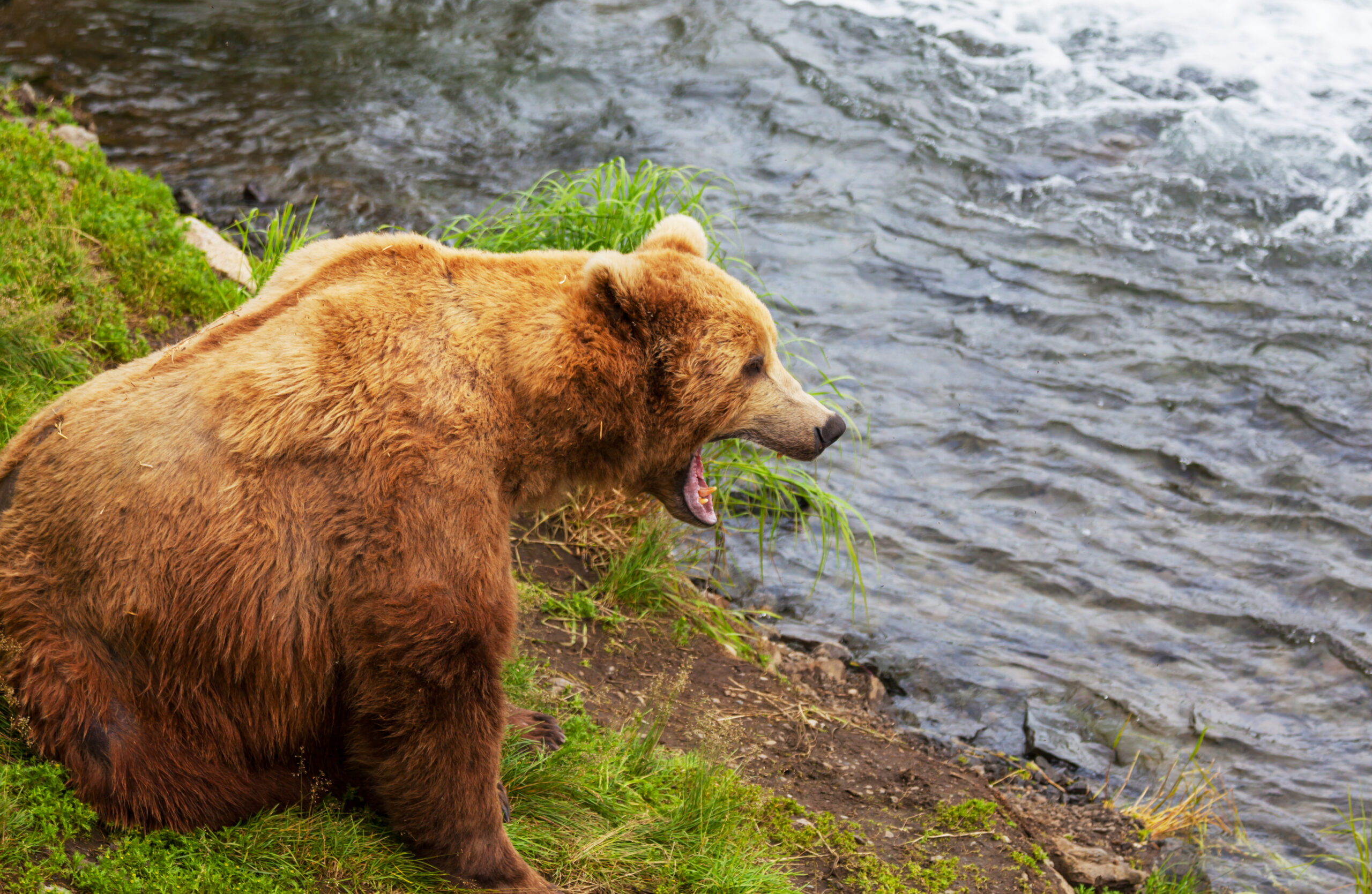 Where Do Bears Sleep In The Summer