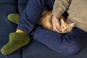 How Much Do Cats Sleep