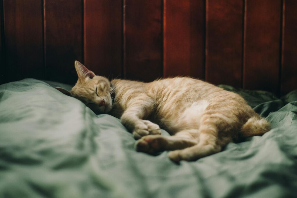 Do Cats Sleep More In The Summer 2024?