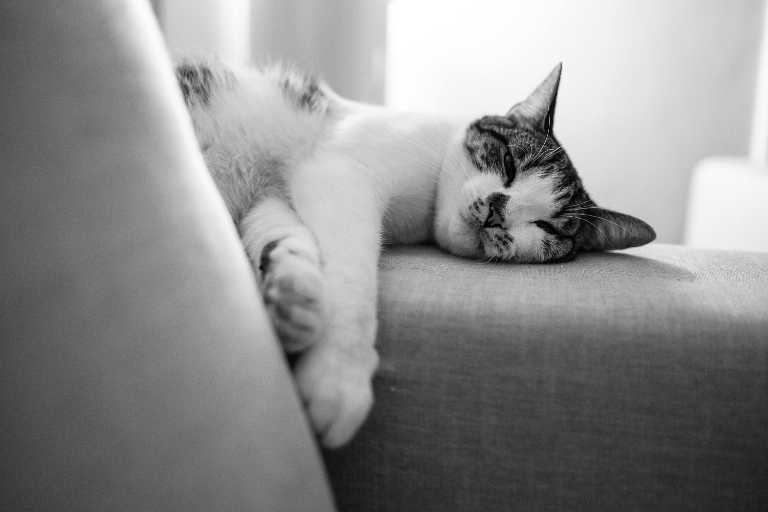 What Your Cat’s Sleeping Position Says About Them