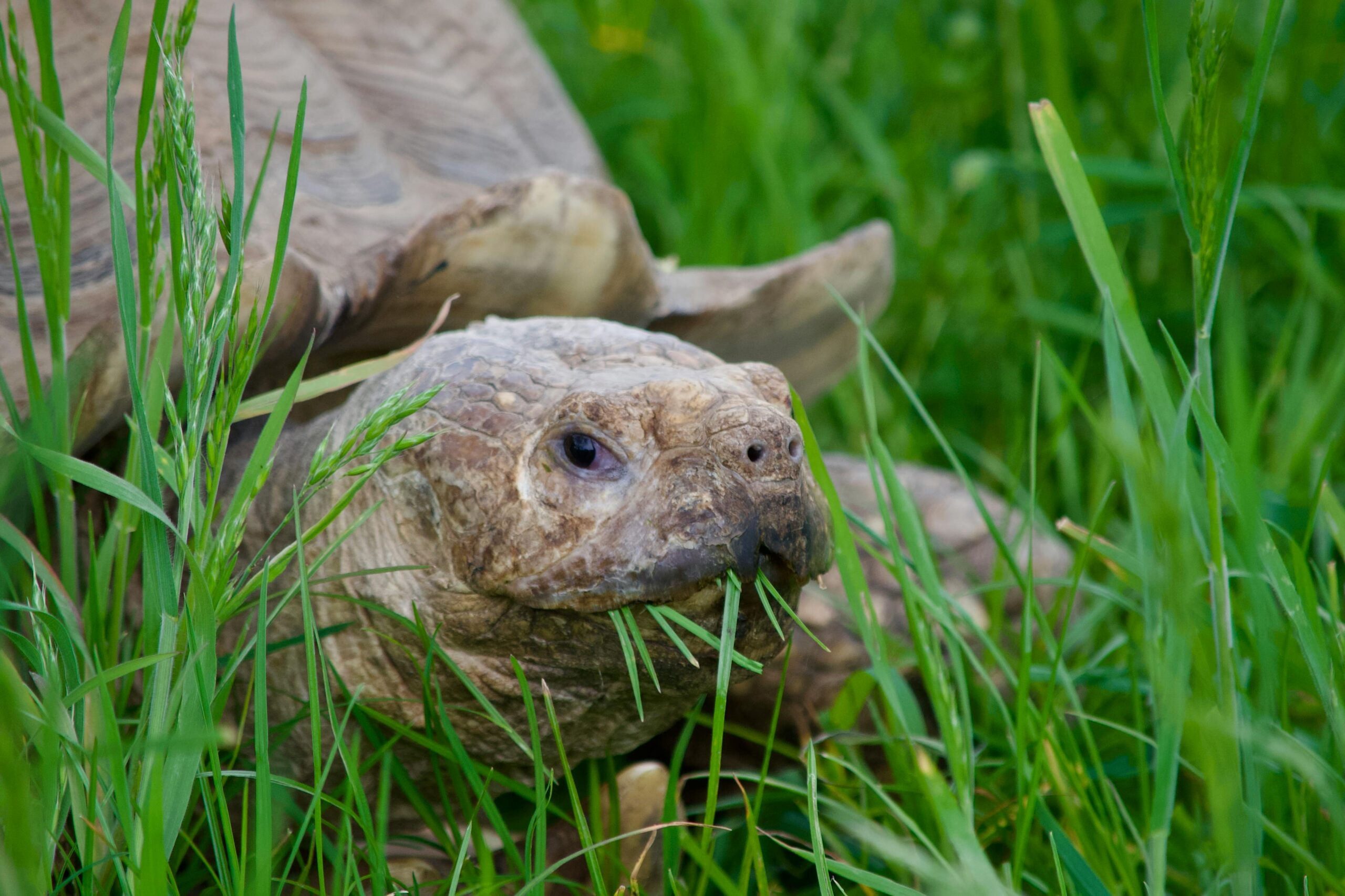 How Long Does A Tortoise Sleep