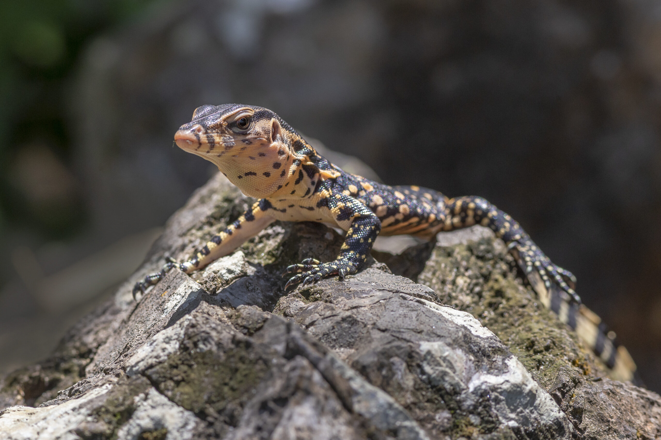 How Long Do Leopard Geckos Sleep