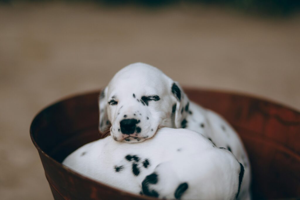 Best Place For Puppy To Sleep On First Night