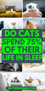 DO CATS SPEND 75% OF THEIR LIFE TIME IN SLEEP