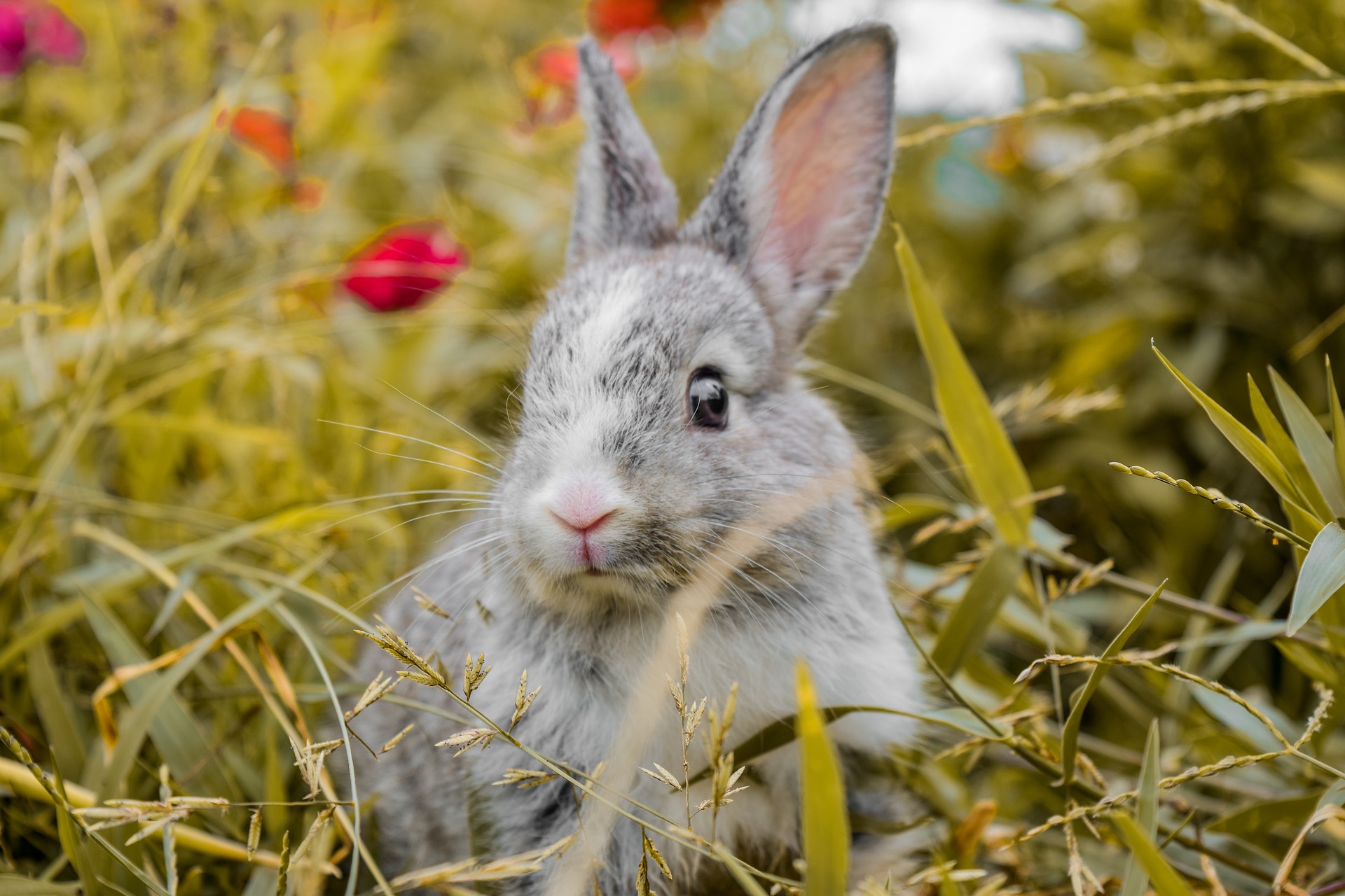 Do Rabbits Sleep With Their Eyes Open