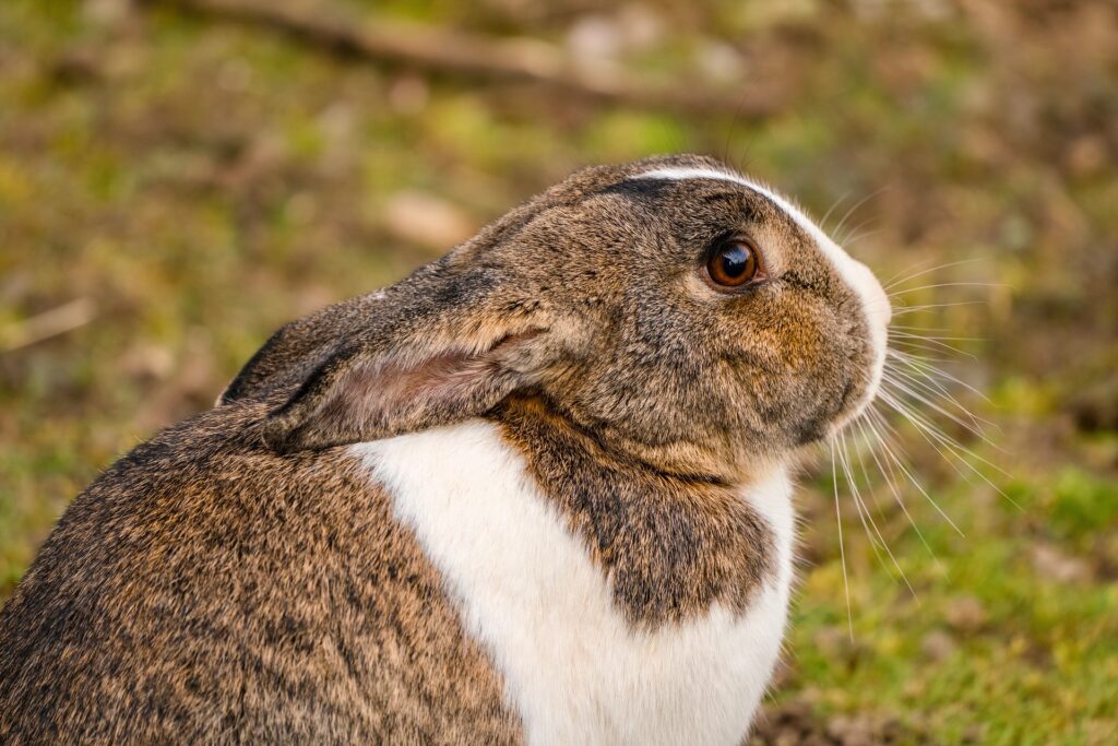 Rabbits Sleep With Their Eyes Open