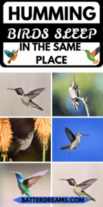 Do HummingBirds Sleep In The Same Place Every Night