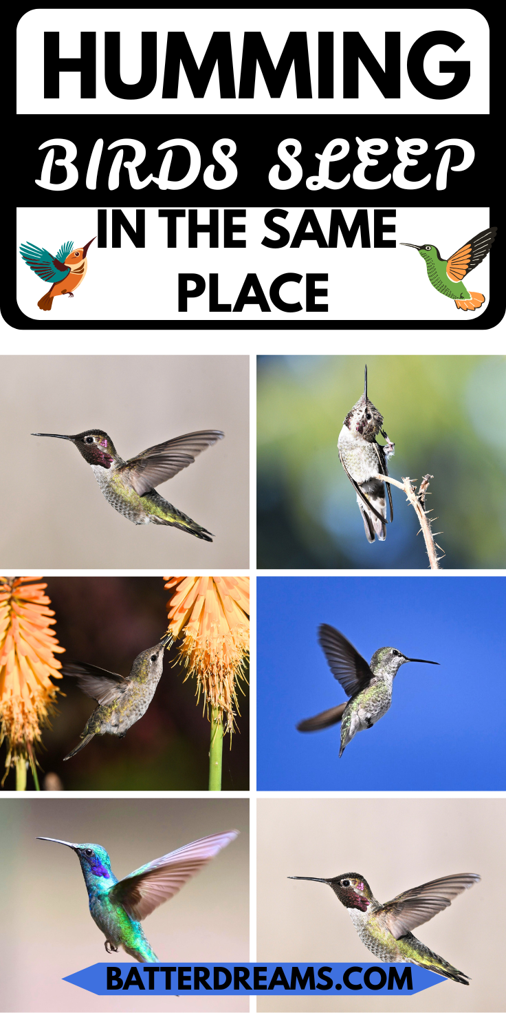 Do HummingBirds Sleep In The Same Place Every Night