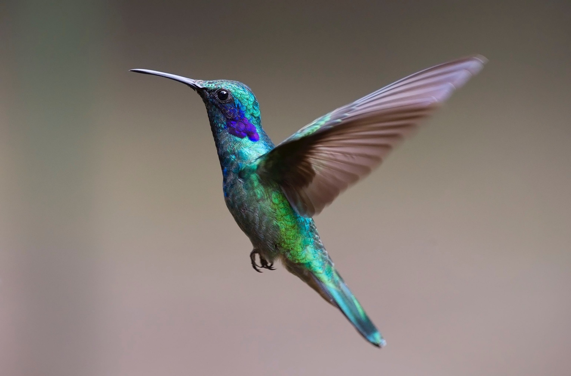 Do HummingBirds Sleep In The Same Place Every Night